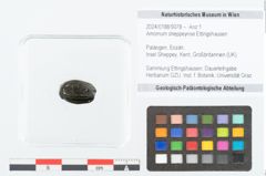 Foto (Objekt + Etikett) von Amomum sheppeynse Ettingshausen (NHMW-GEO-2024-0188-9078)